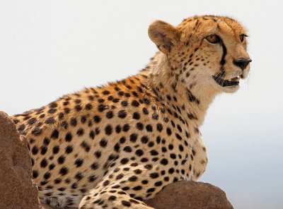 Cheetah