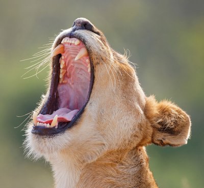 Lioness Yawning