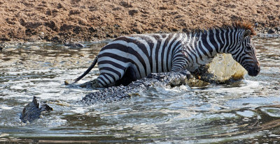 Nile Crocodile with Zebra