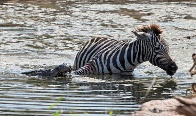 Nile Crocodile with Zebra