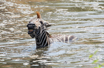 Zebra struggling to escape