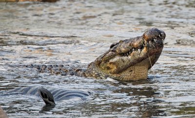Nile Crocodile feeding