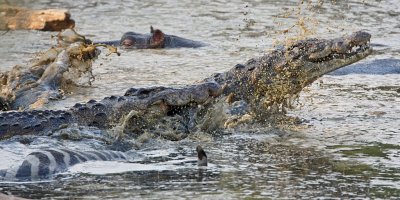 Nile Crocodiles fighting over zebra carcass