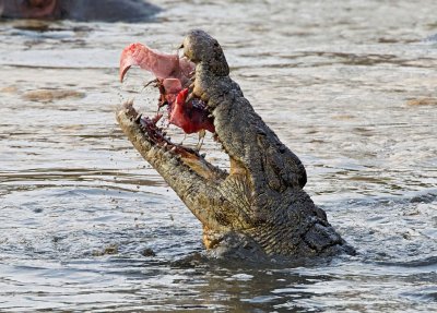 Nile Crocodile feeding