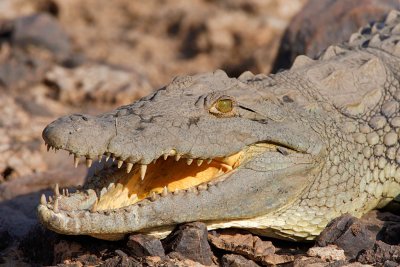 Young Nile Crocodile