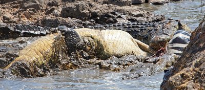 Nile Crocodiles feeding