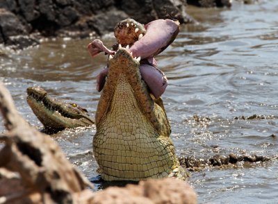 Nile Crocodile feeding