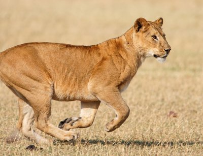 Lioness chasing wildebeest