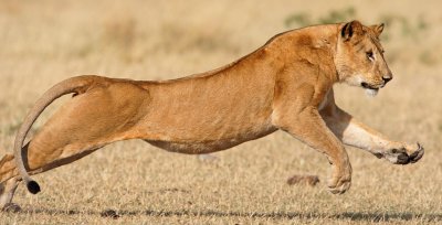 Lioness chasing wildebeest