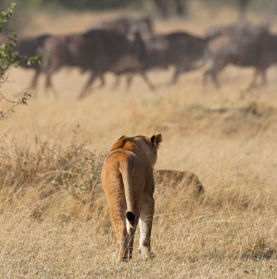 Lioness stalking wildebeest