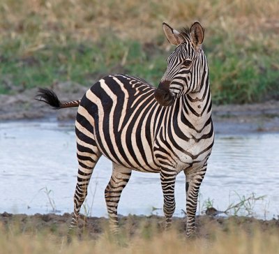 Zebra in Silale Swamp