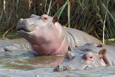 Young Hippo