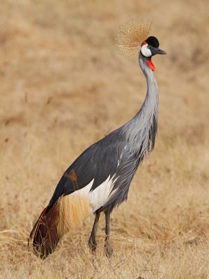Gray Crowned Crane