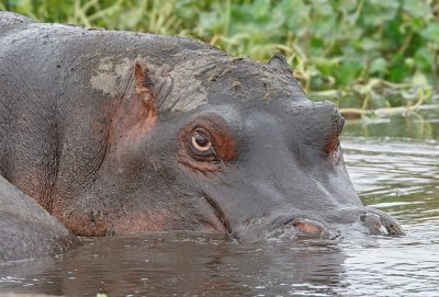 Hippo