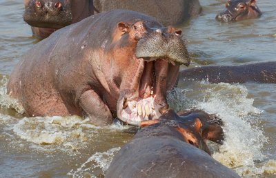 Hippos fighting in the Mara River