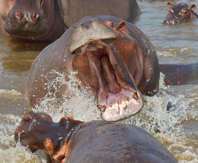 Hippos fighting in the Mara River