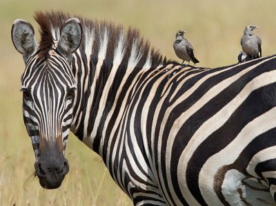 Zebra with passengers