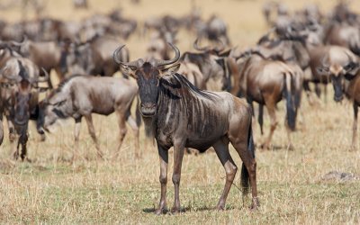 Wildebeest Herd near Lobo