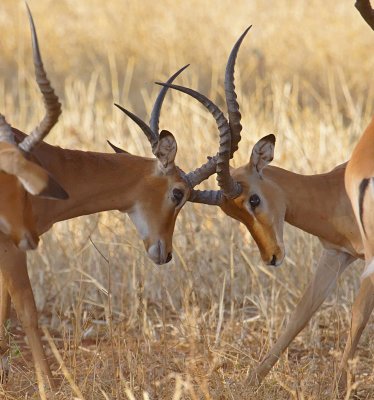 Male Impala fighting