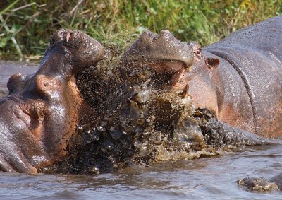 Hippo disagreement