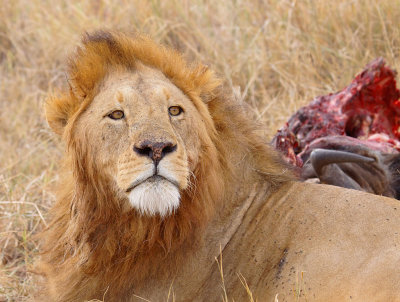 Male Lion with Wildebeest Kill
