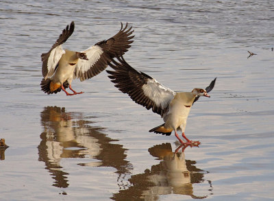 Egyptian Geese landing in the Mara River