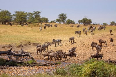 Wildebeest and Zebras Crossing the Bologonja River