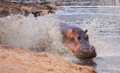 Hippo splashdown