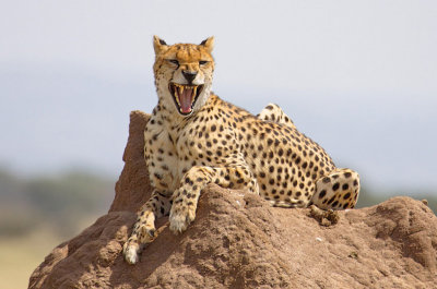 Cheetah yawning