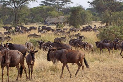 Wildebeest Herd surrounding Tanzania Under Canvas Camp