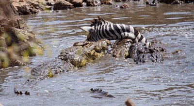 Nile Crocodiles feeding