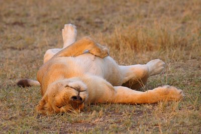 Lioness sleeping