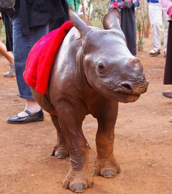 Maalim, orphan Black Rhino
