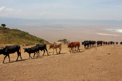Maasai Cattle emerging from the Crater