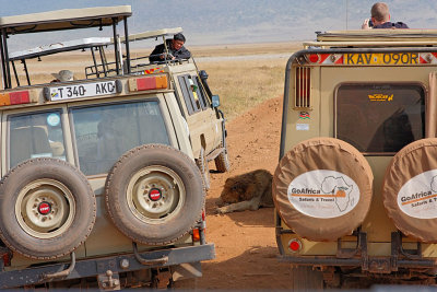 Male Lion surrounded by tourist vehicles