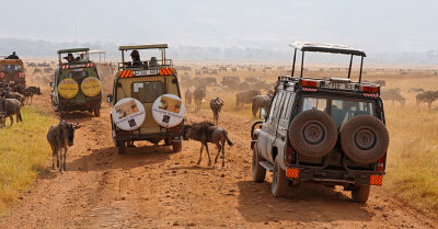 Tourist vehicles surrounded by Wildebeest Herd