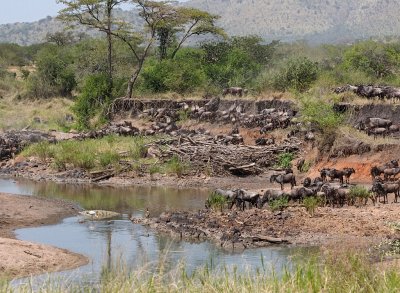 Wildebeest drinking at the Grumeti River