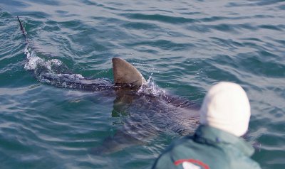 Great White Shark (Rob Lawrence in foreground)