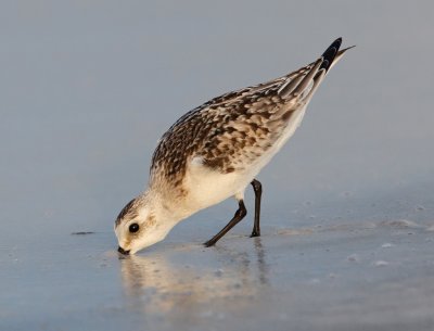 Sanderling