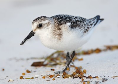 Sanderling