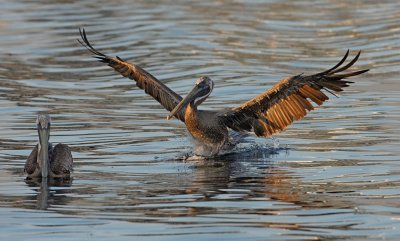 Brown Pelicans