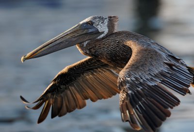 Brown Pelican