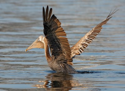 Brown Pelican