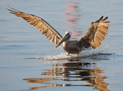 Brown Pelican