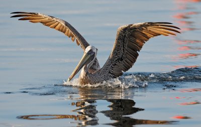 Brown Pelican