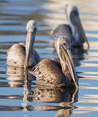 Brown Pelicans