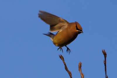 Cedar waxwing, Atlanta