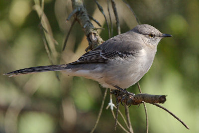 Mockingbird, Chattahoochee Nature Center