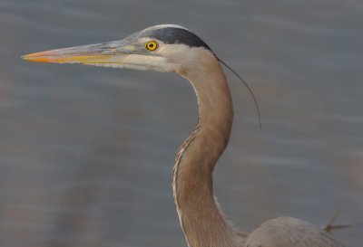 Great Blue Heron, E.L. Huie Ponds