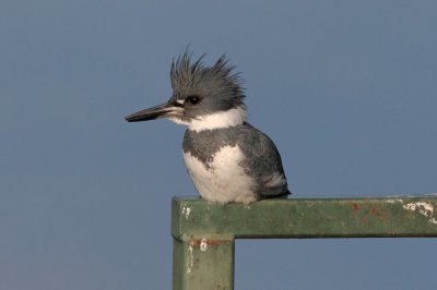 Belted Kingfisher, E.L. Huie Ponds